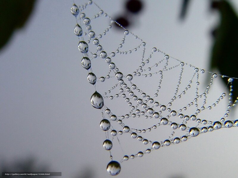 Dew-covered spider web