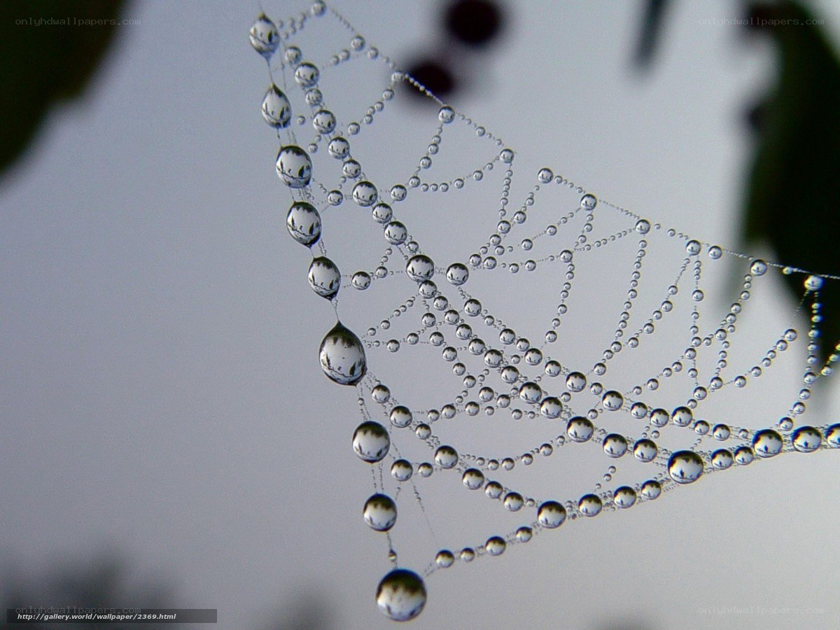 Dew-covered spider web