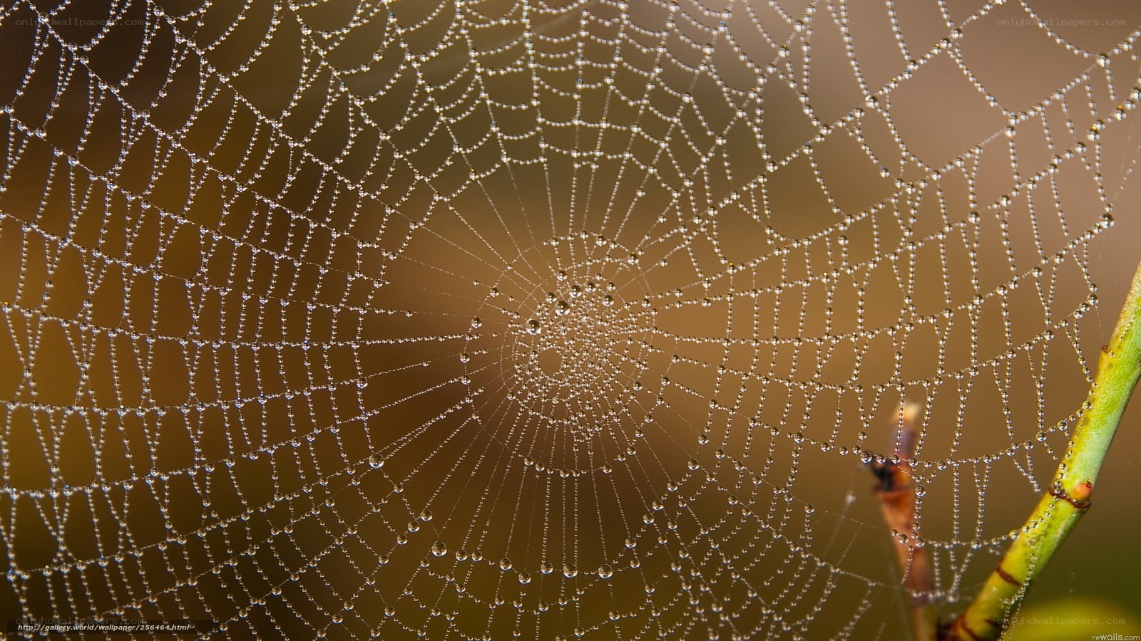 Dew-covered spider web