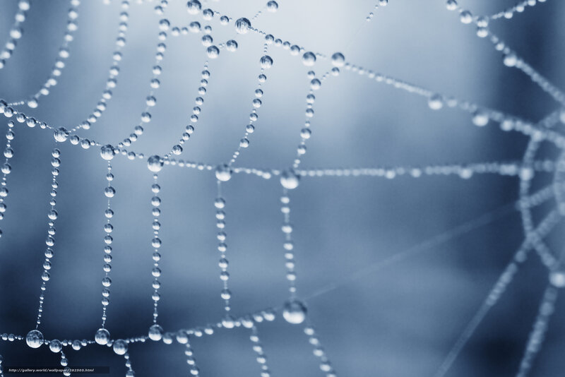 Dew-covered spider web