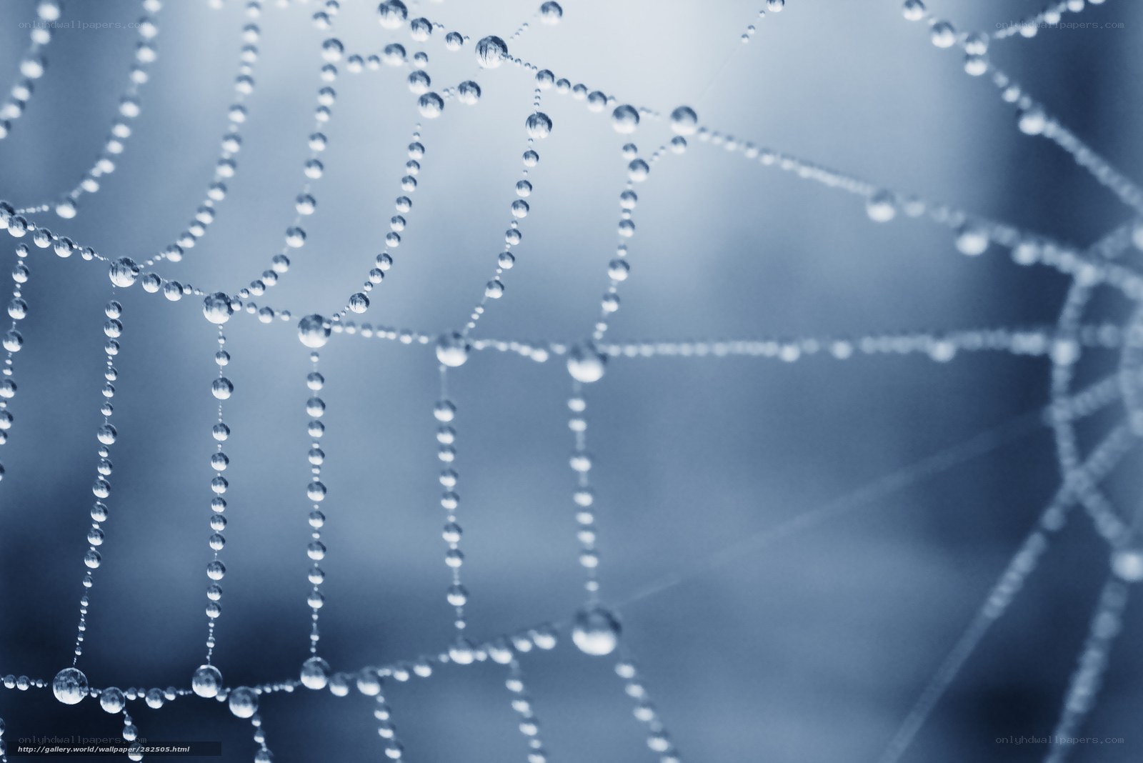 Dew-covered spider web