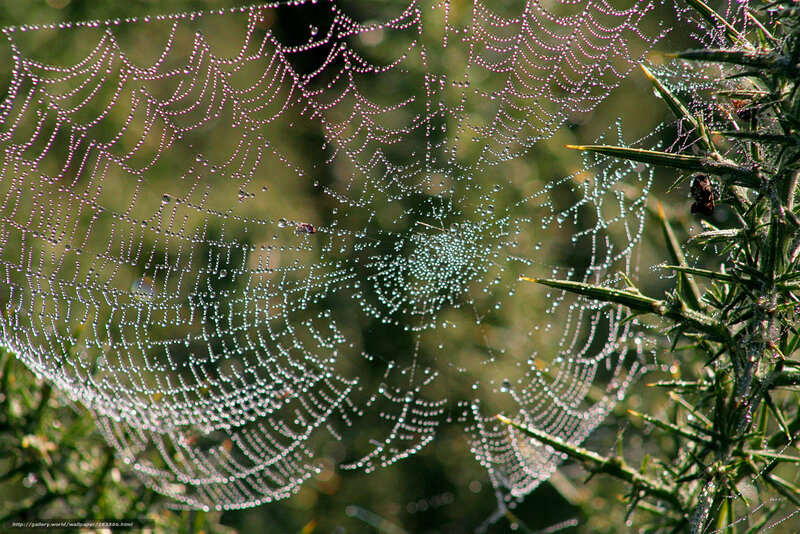Dew-covered spider web
