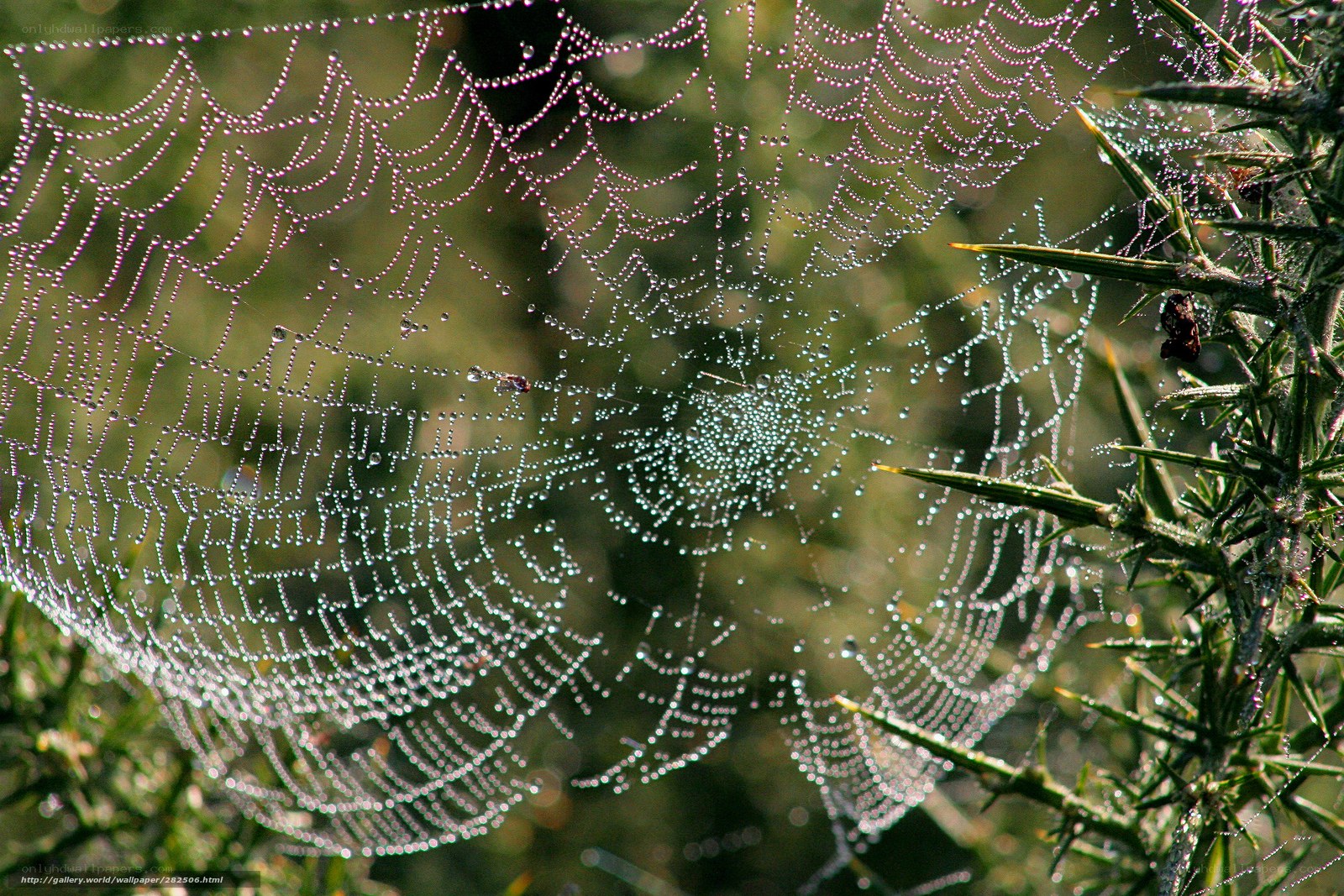 Dew-covered spider web