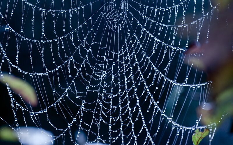 Dew-covered spider web