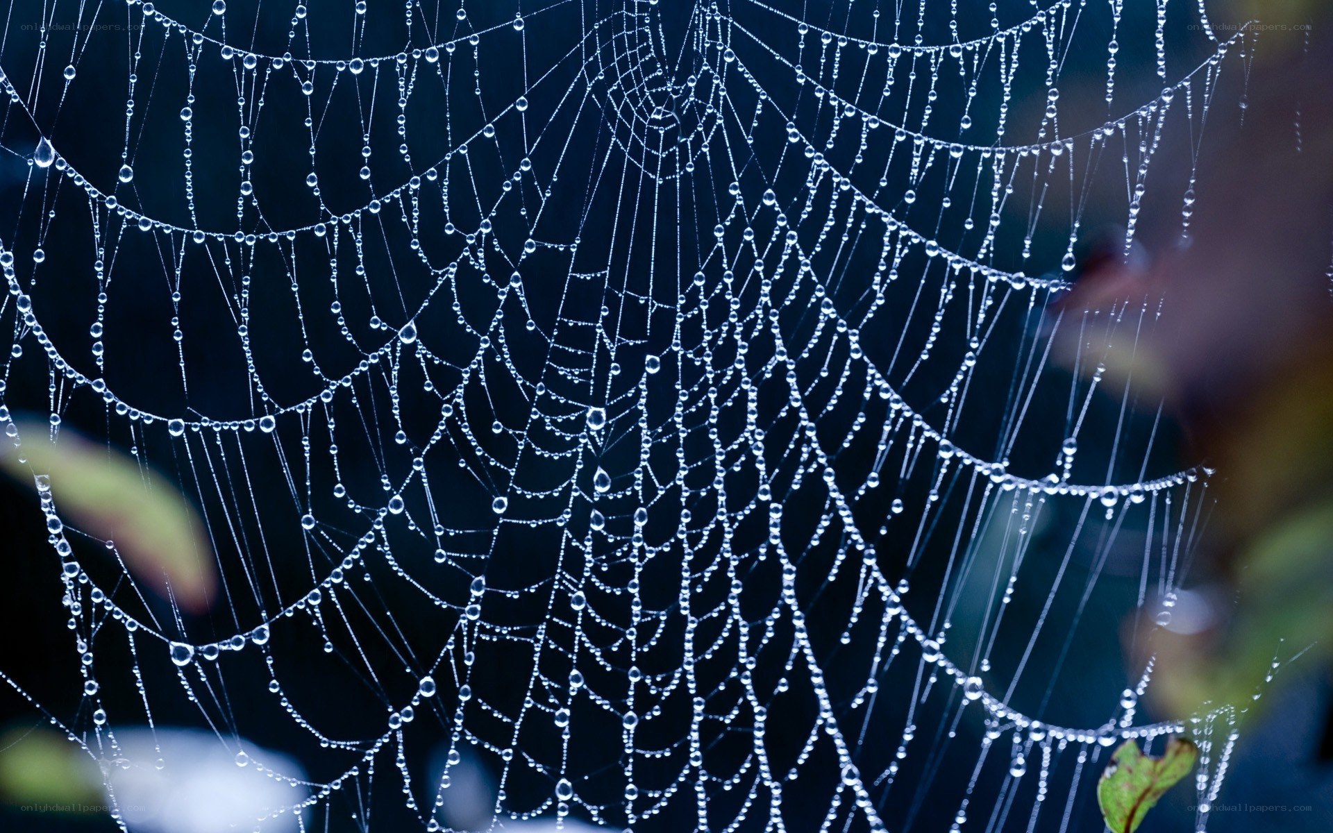 Dew-covered spider web