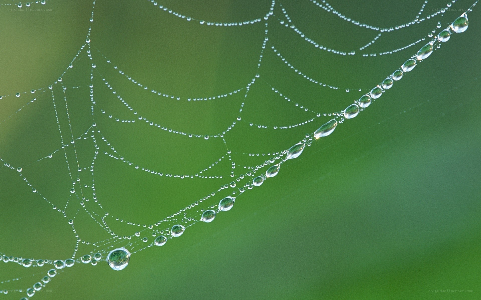 Dew-covered spider web