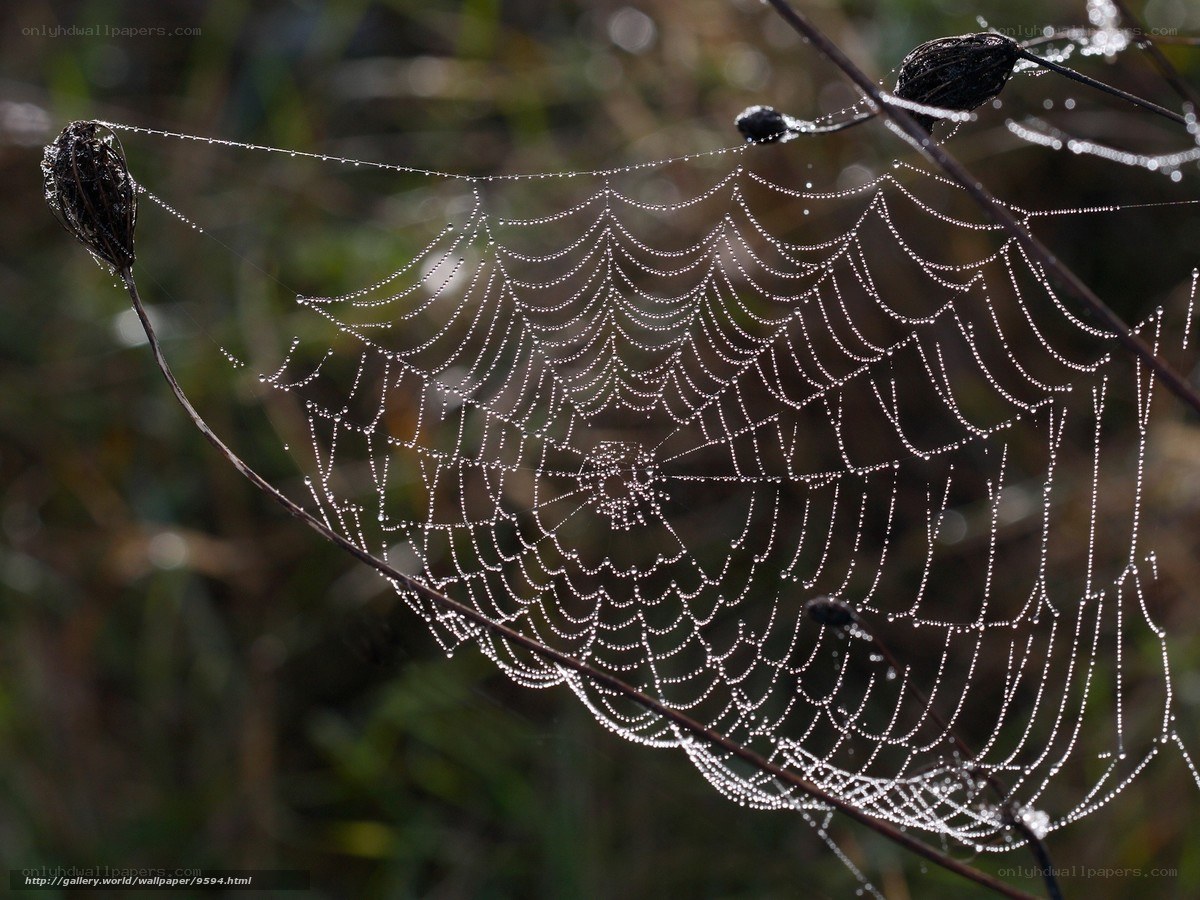 Dew-covered spider web