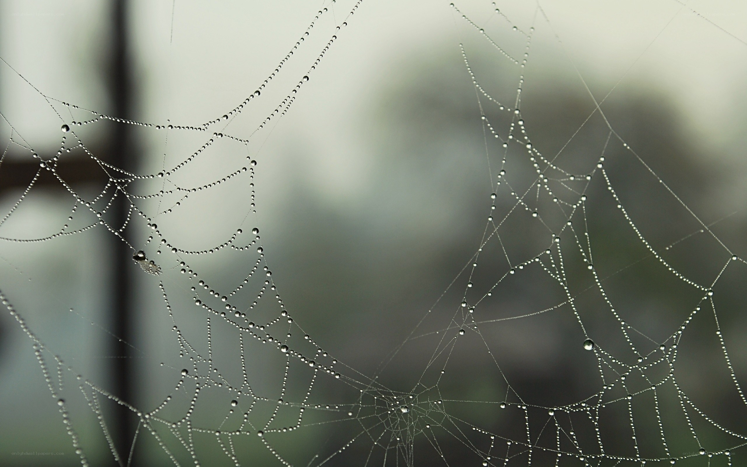 Dew-covered spider web