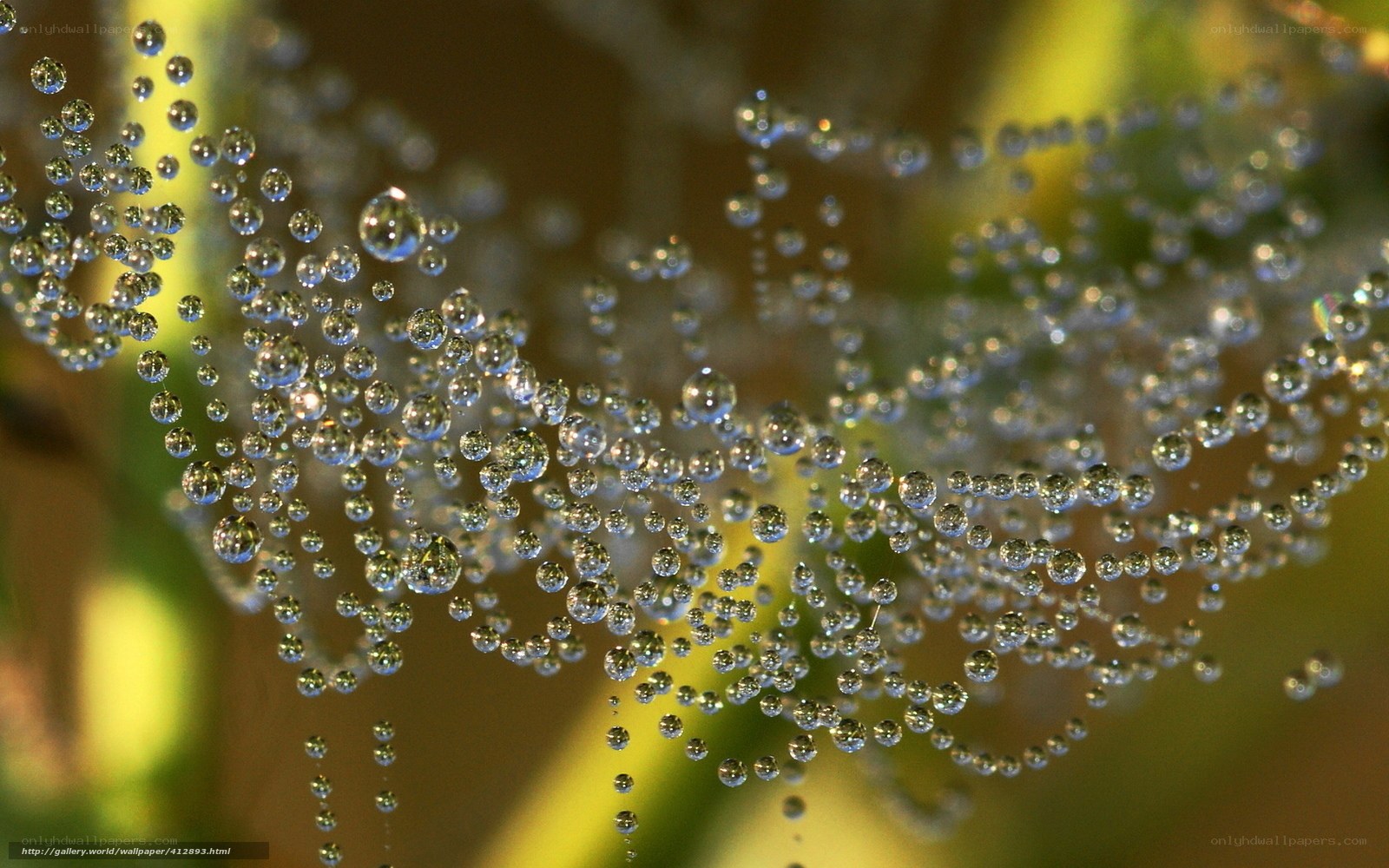 Dew-covered spider web