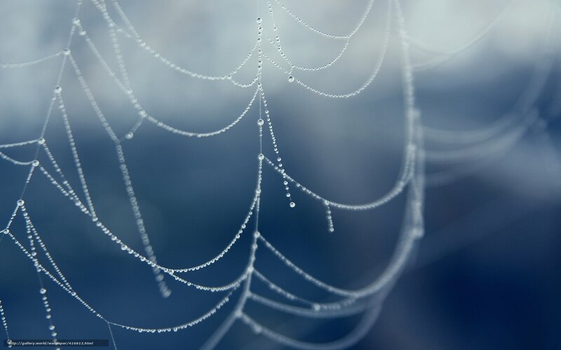 Dew-covered spider web
