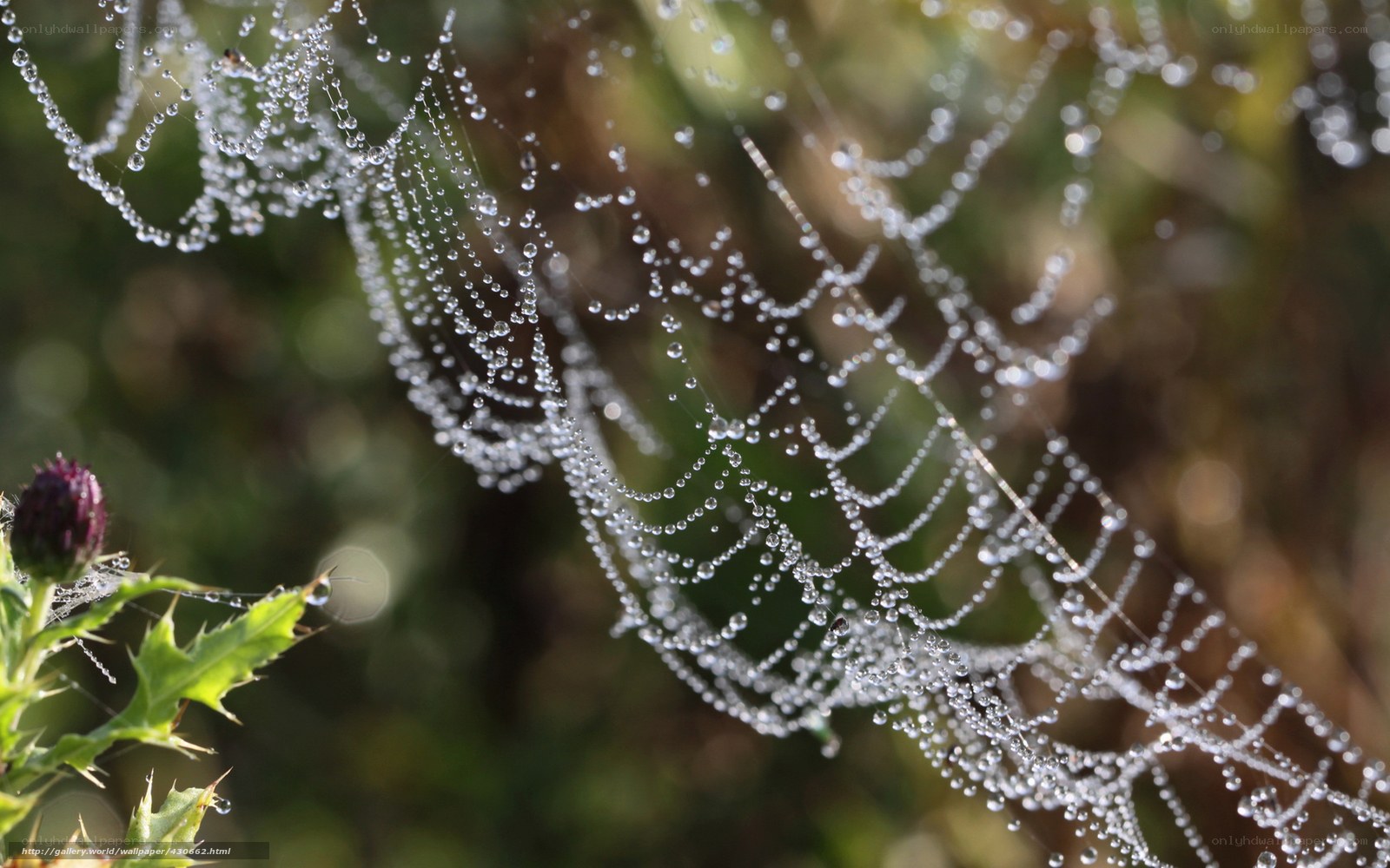 Dew-covered spider web