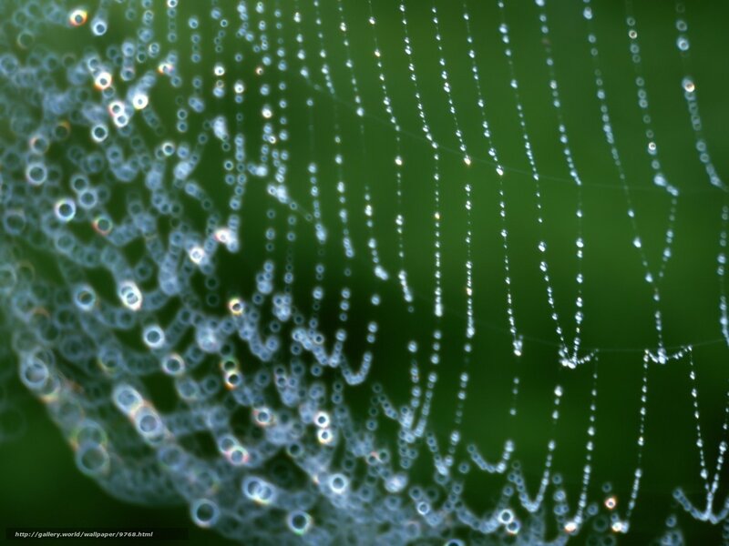 Dew-covered spider web
