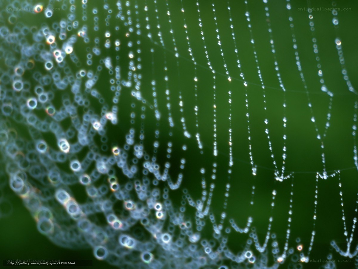 Dew-covered spider web