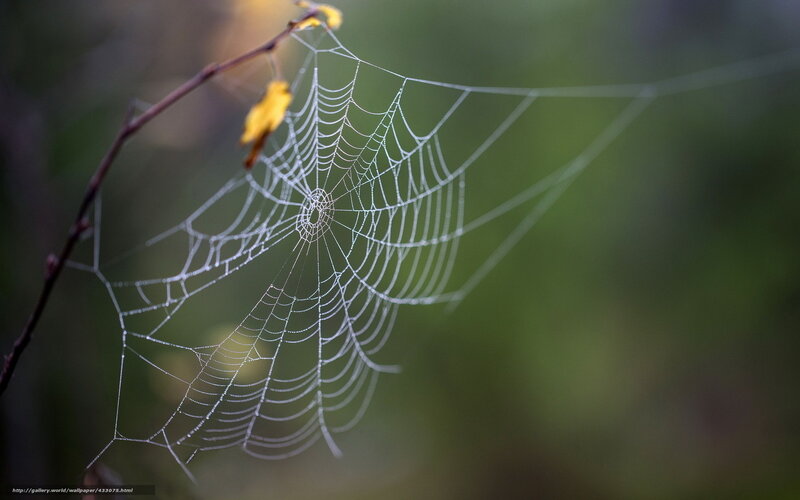 Dew-covered spider web
