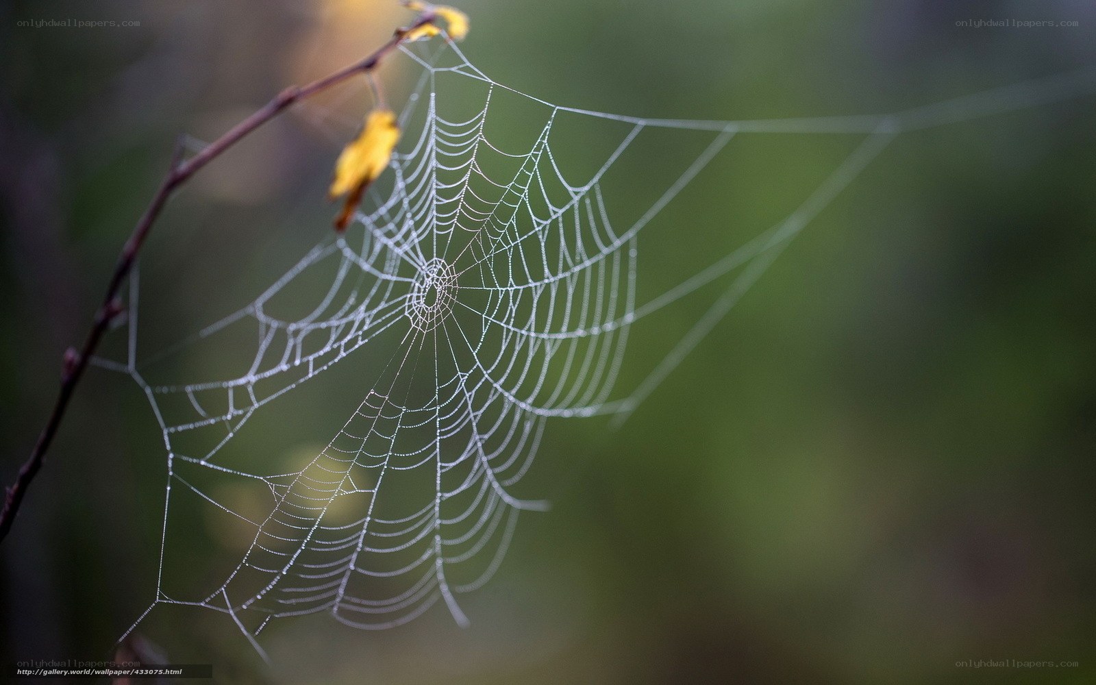 Dew-covered spider web