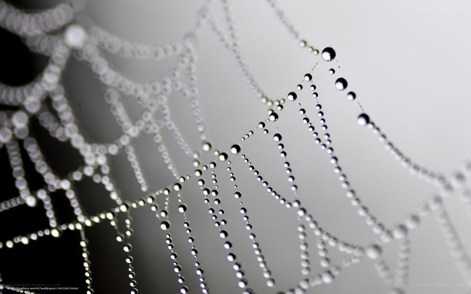 Dew-covered spider web