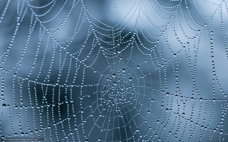 Dew-covered spider web