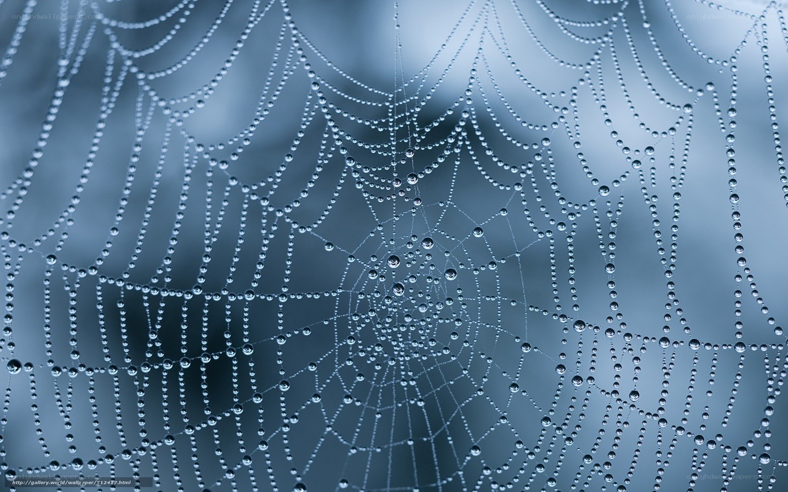 Dew-covered spider web