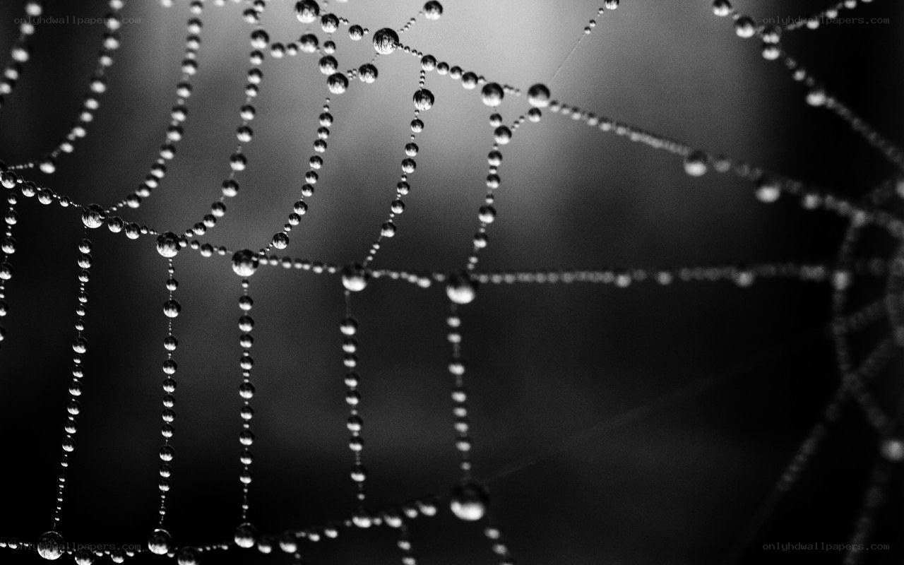 Dew-covered spider web