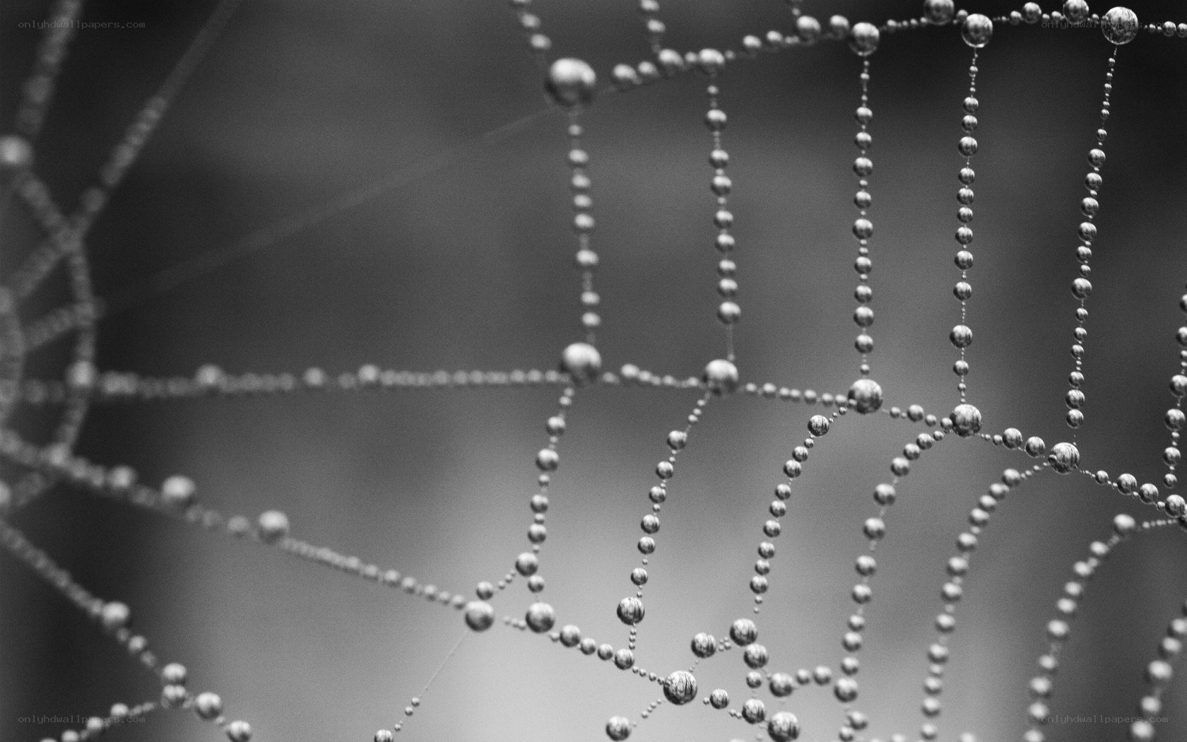 Dew-covered spider web