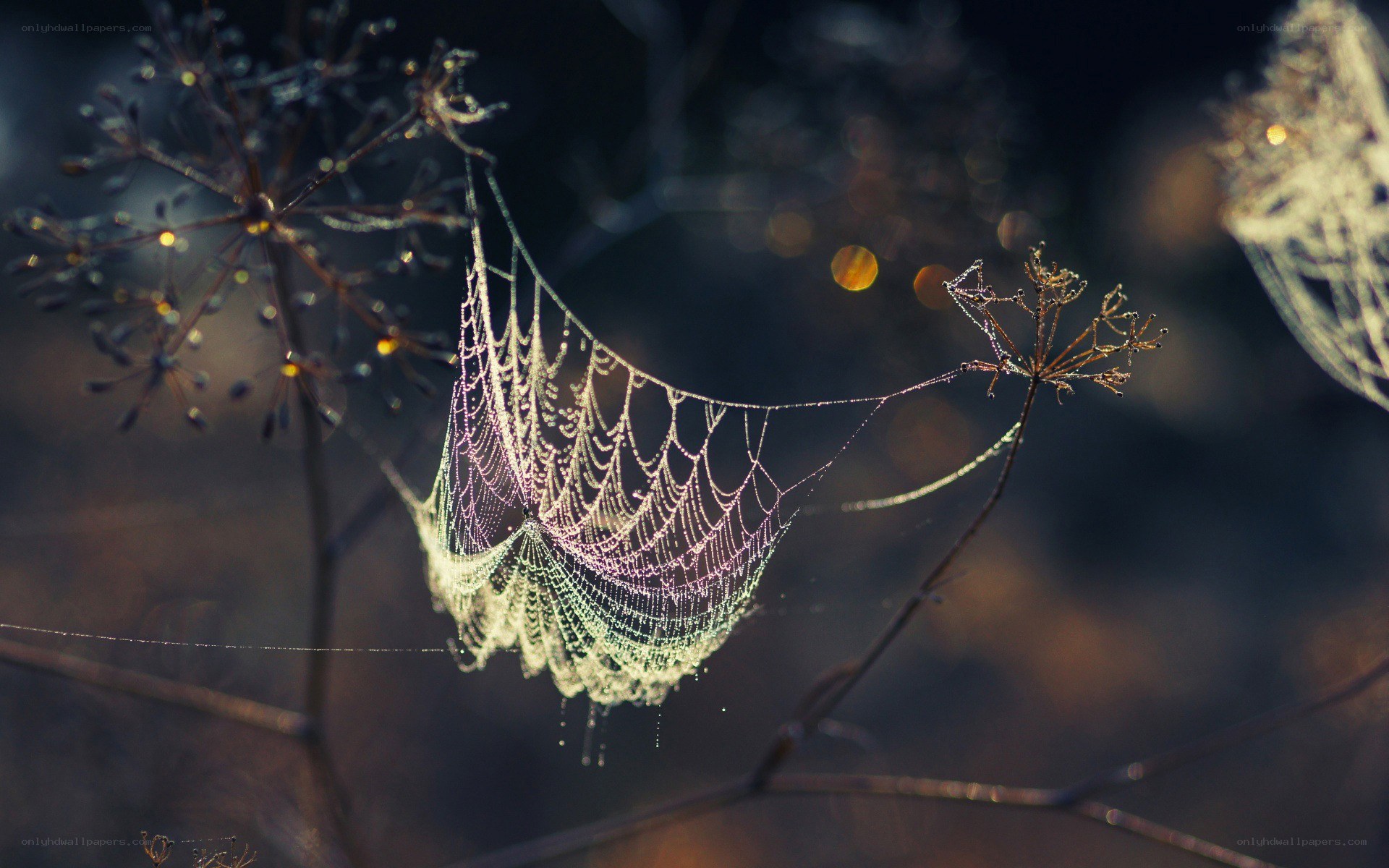 Dew-covered spider web