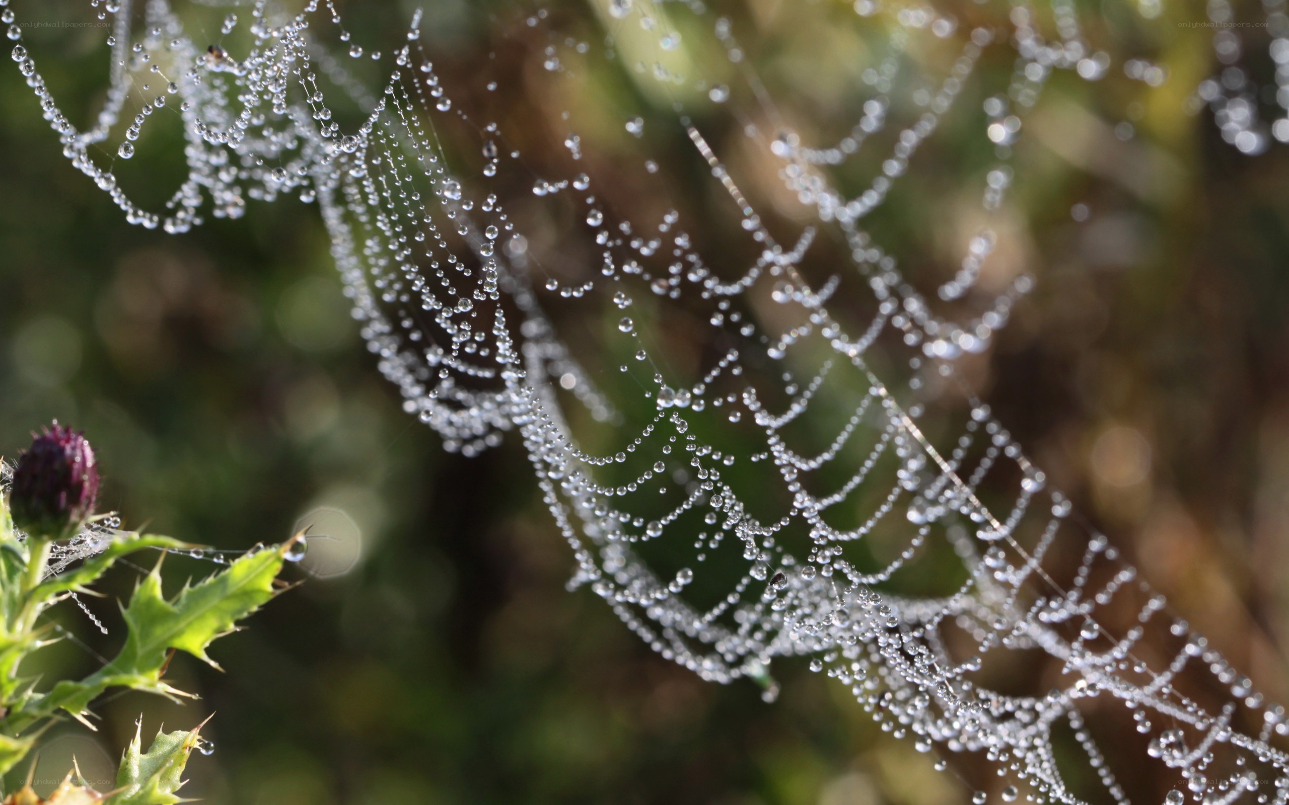 Dew-covered spider web