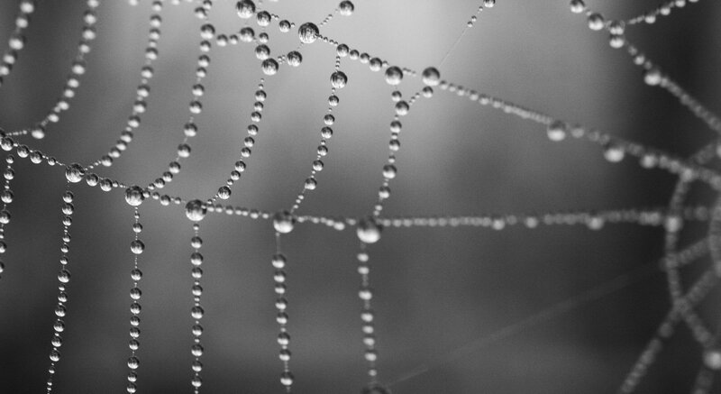 Dew-covered spider web
