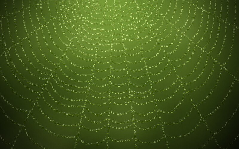 dew-covered spider web