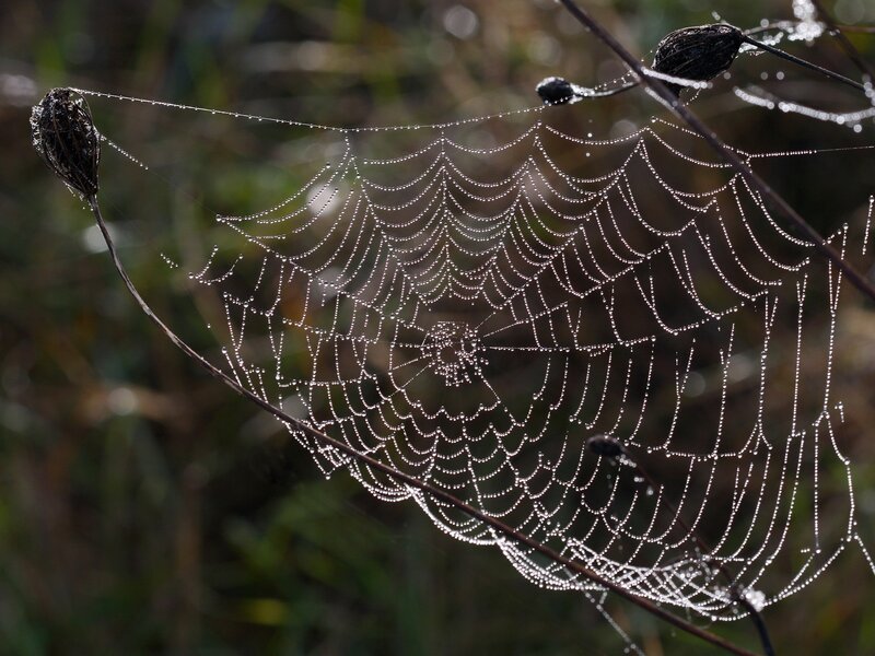 Dew-covered spider web
