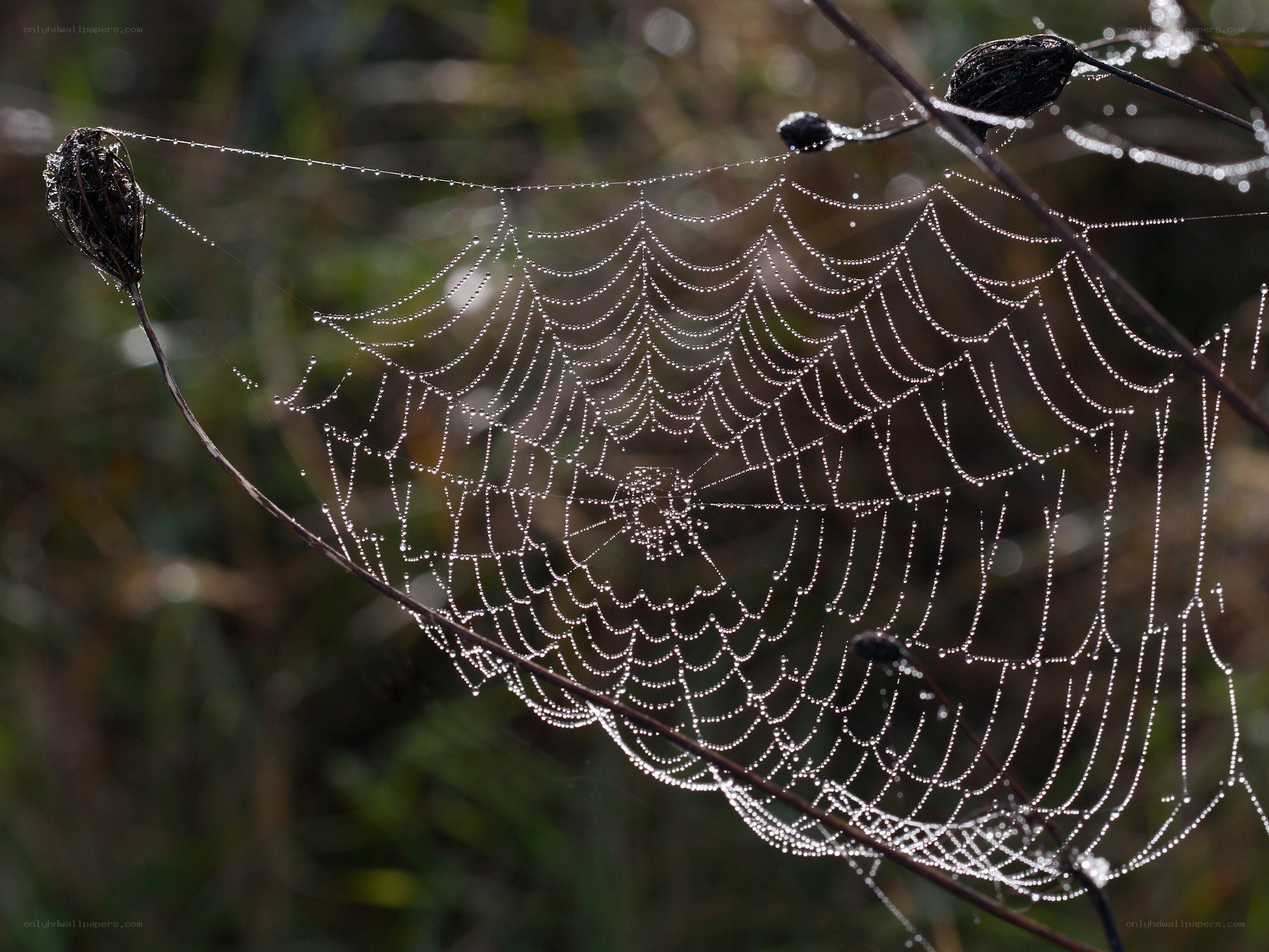 Dew-covered spider web