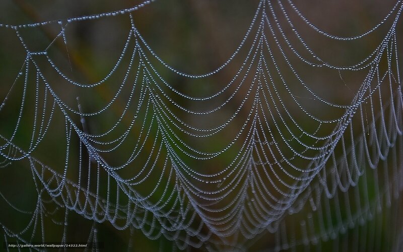 Dew-covered spider web
