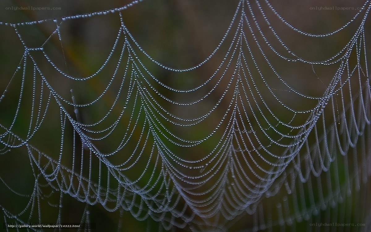 Dew-covered spider web