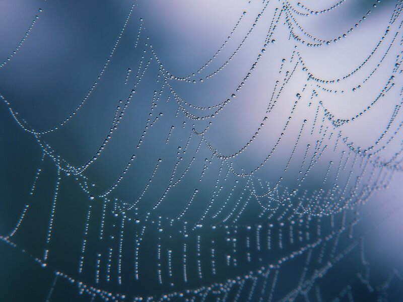 Dew-covered spider web