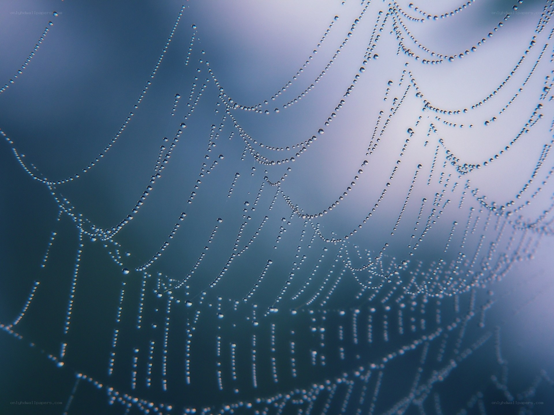 Dew-covered spider web