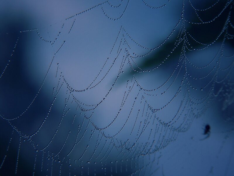 Dew-covered spider web
