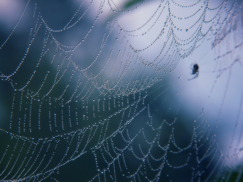 Dew-covered spider web