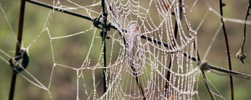 Dew-covered spider web