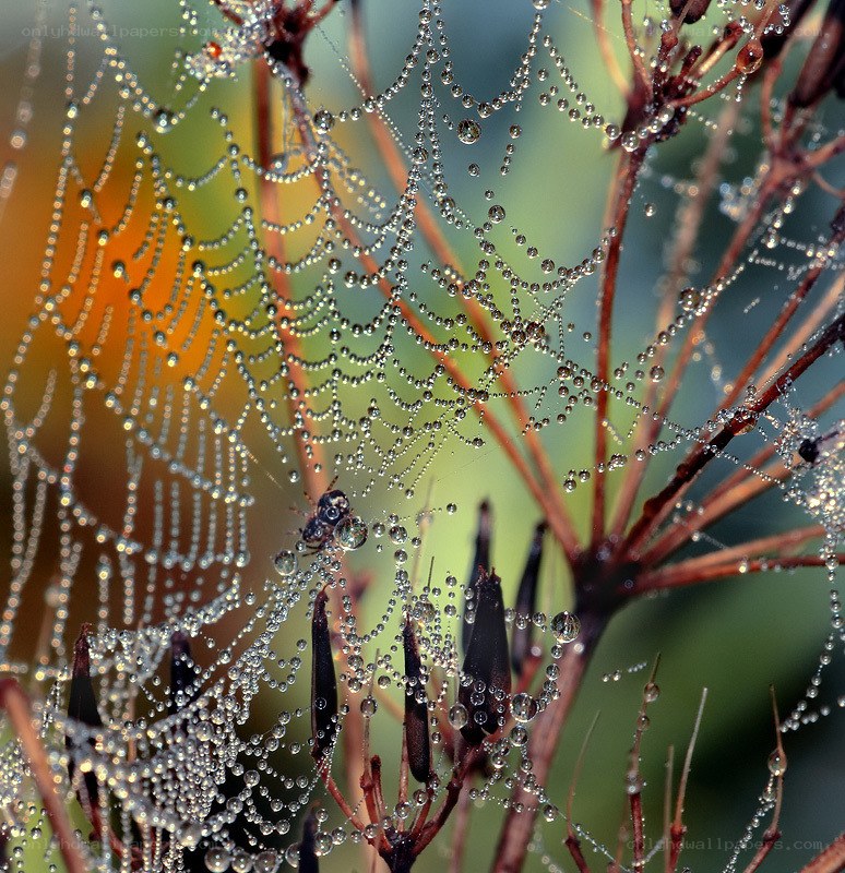 Dew-covered spider web