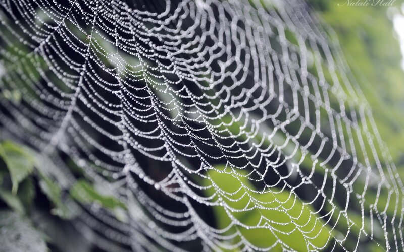 Dew-covered spider web