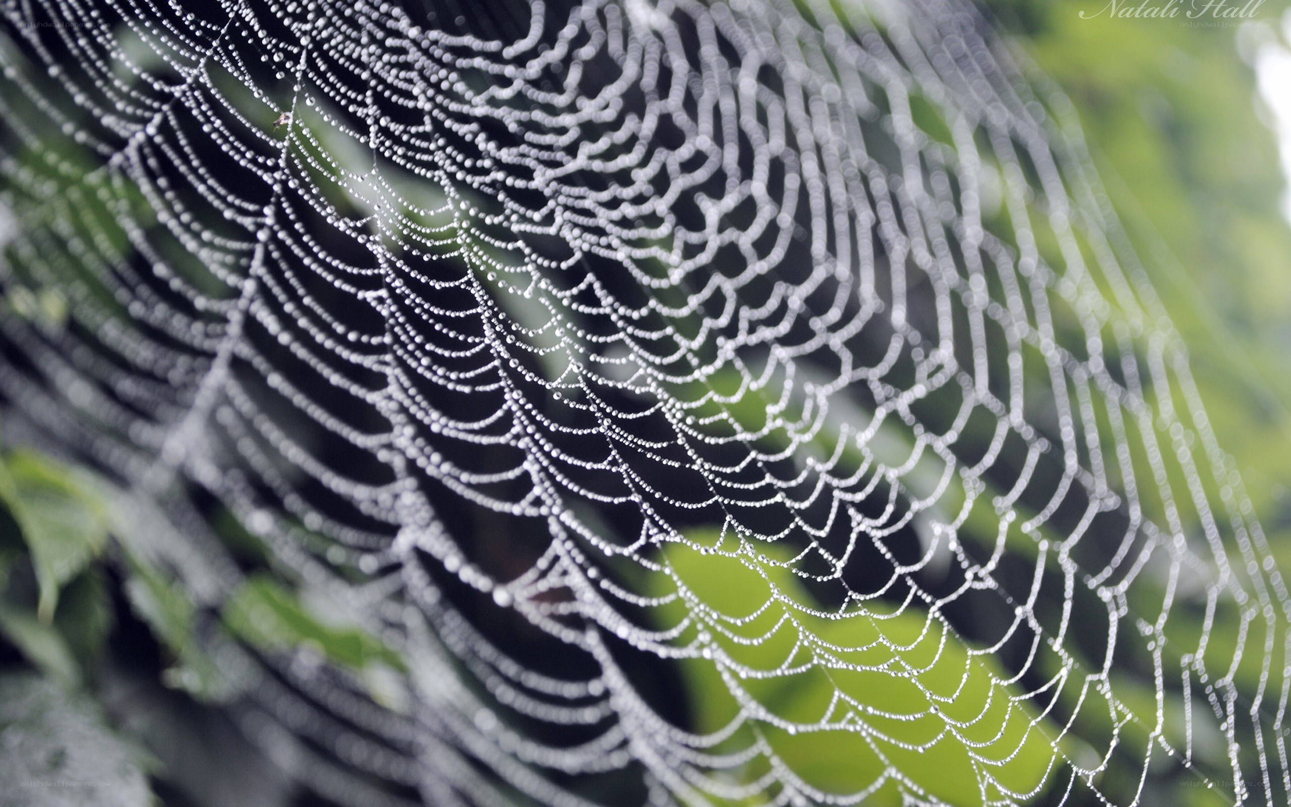 Dew-covered spider web