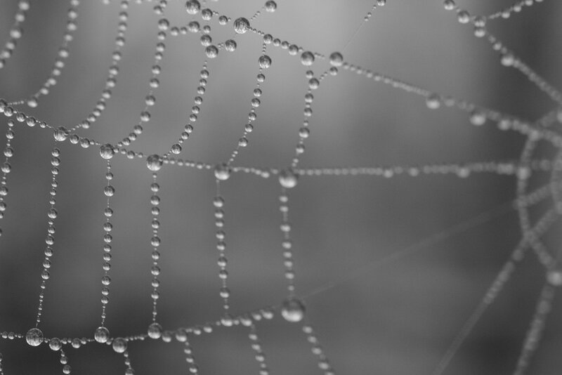 Dew-covered spider web