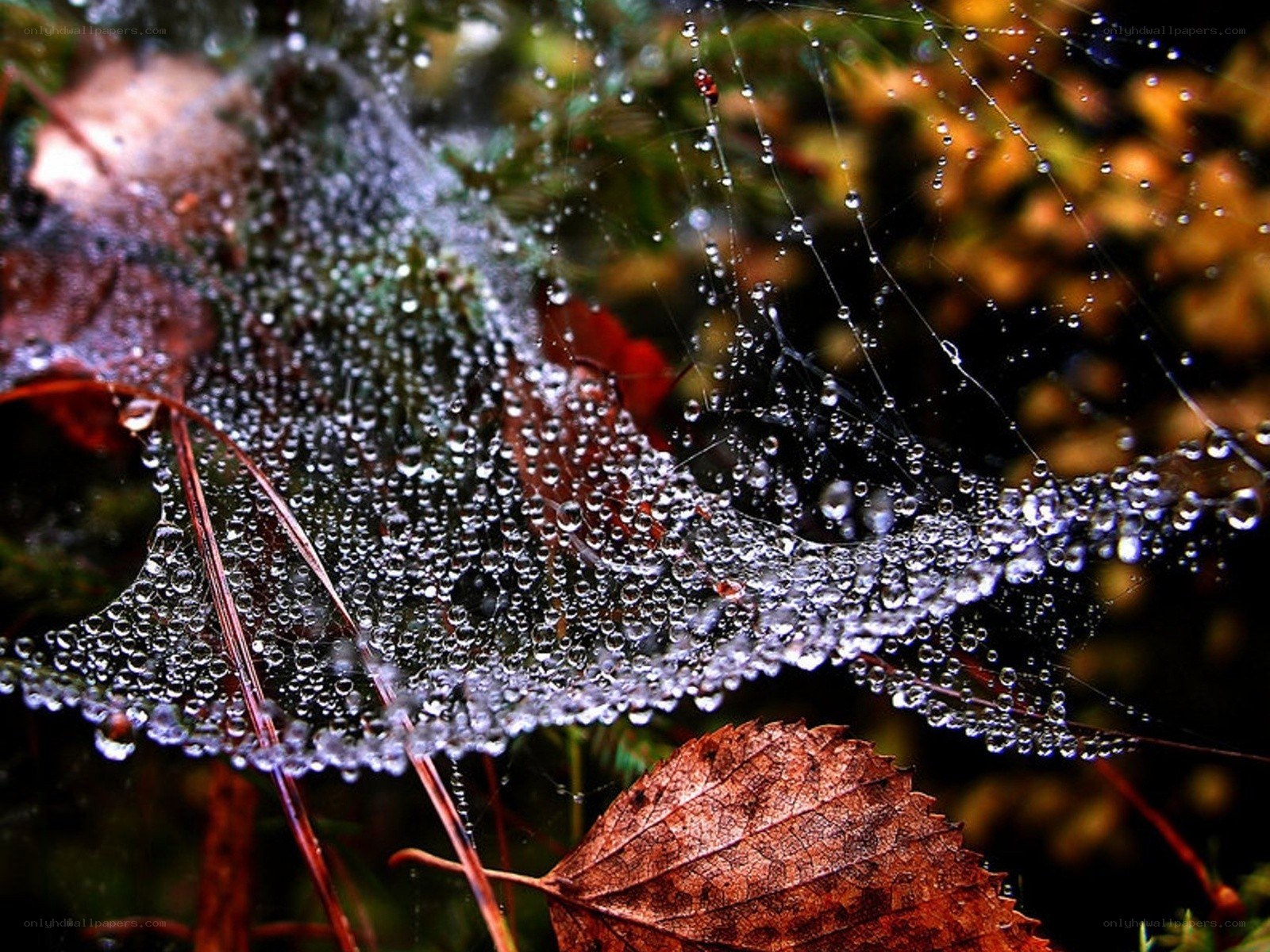 Dew-covered spider web