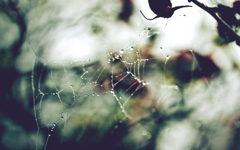 dew-covered spider web