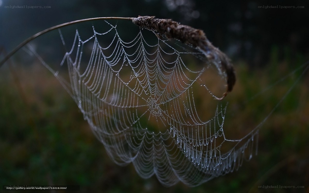 Dew-covered spider web