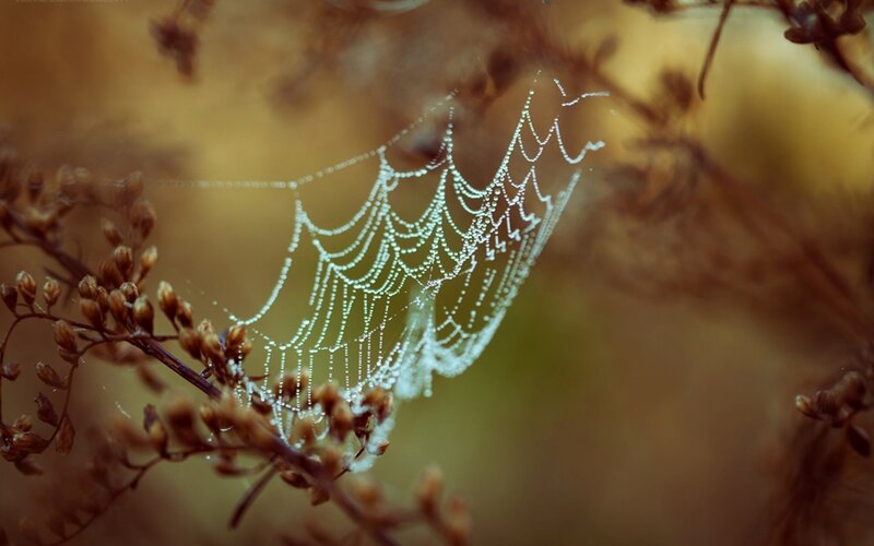 dew-covered spider web