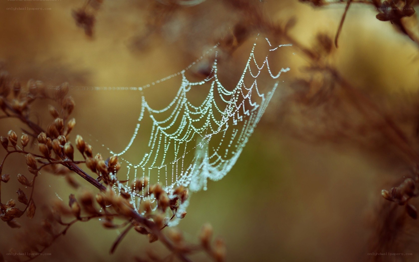 dew-covered spider web