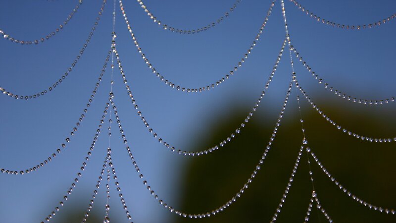 dew-covered spider web