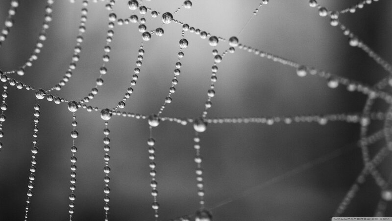 dew-covered spider web