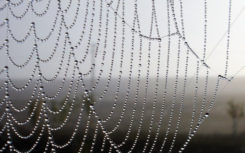 Dew-covered spider web