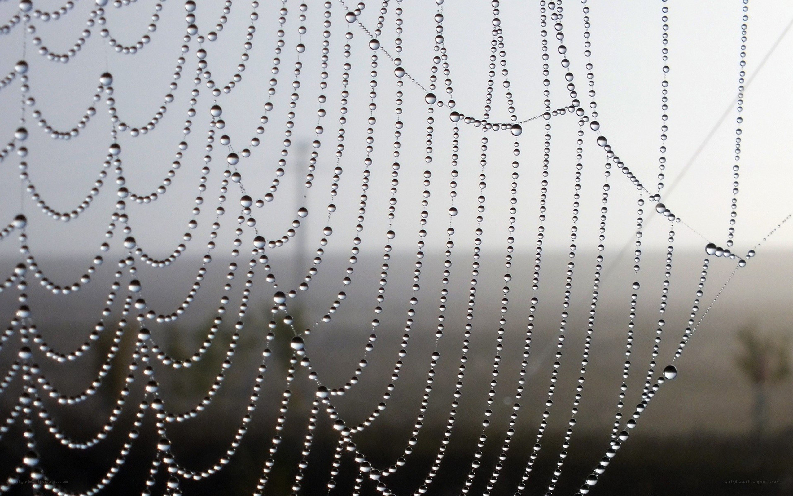 Dew-covered spider web